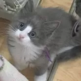 ノルウェージャンフォレストキャット