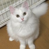 ノルウェージャンフォレストキャット