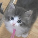 ノルウェージャンフォレストキャット