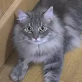 ノルウェージャンフォレストキャット