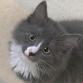 ノルウェージャンフォレストキャット