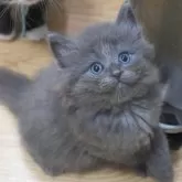 ノルウェージャンフォレストキャット