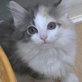 ノルウェージャンフォレストキャット