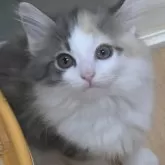 ノルウェージャンフォレストキャット