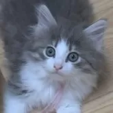 ノルウェージャンフォレストキャット