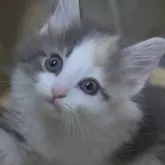 ノルウェージャンフォレストキャット