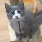 ノルウェージャンフォレストキャット