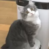 ノルウェージャンフォレストキャット