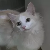 ノルウェージャンフォレストキャット