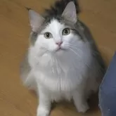 ノルウェージャンフォレストキャット