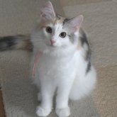ノルウェージャンフォレストキャット