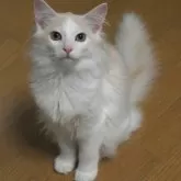 ノルウェージャンフォレストキャット