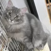 ノルウェージャンフォレストキャット