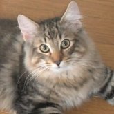 ノルウェージャンフォレストキャット