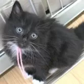 ノルウェージャンフォレストキャット