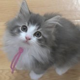ノルウェージャンフォレストキャット
