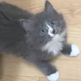 ノルウェージャンフォレストキャット