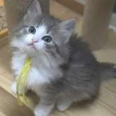 ノルウェージャンフォレストキャット