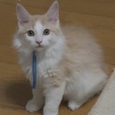 ノルウェージャンフォレストキャット