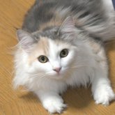 ノルウェージャンフォレストキャット
