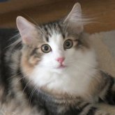 ノルウェージャンフォレストキャット