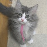 ノルウェージャンフォレストキャット