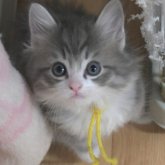 ノルウェージャンフォレストキャット
