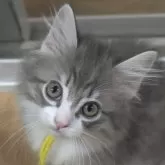 ノルウェージャンフォレストキャット