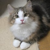 ノルウェージャンフォレストキャット