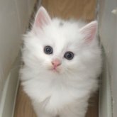 ノルウェージャンフォレストキャット