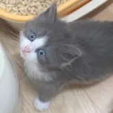 ノルウェージャンフォレストキャット