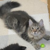 ノルウェージャンフォレストキャット