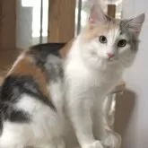 ノルウェージャンフォレストキャット