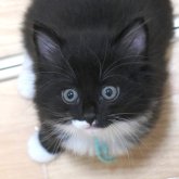 ノルウェージャンフォレストキャット