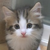 ノルウェージャンフォレストキャット