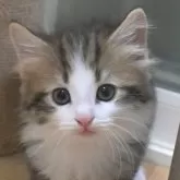 ノルウェージャンフォレストキャット