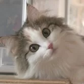 ノルウェージャンフォレストキャット