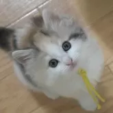 ノルウェージャンフォレストキャット