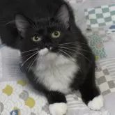 ノルウェージャンフォレストキャット