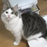 ノルウェージャンフォレストキャット