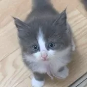 ノルウェージャンフォレストキャット【茨城県・男の子・2025年8月6日・ブルー&ホワイト】の写真6
