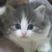 ノルウェージャンフォレストキャット【茨城県・女の子・2025年7月9日・ブルーマッカレルタビー&ホワイト】の写真11