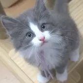 ノルウェージャンフォレストキャット【茨城県・男の子・2025年8月6日・ブルー&ホワイト】の写真3