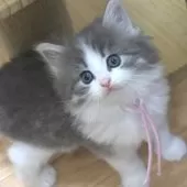 ノルウェージャンフォレストキャット【茨城県・女の子・2025年7月9日・ブルーマッカレルタビー&ホワイト】の写真10