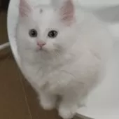 ノルウェージャンフォレストキャット【茨城県・女の子・2025年7月1日・ホワイト】の写真8