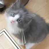 ノルウェージャンフォレストキャット【茨城県・男の子・2025年8月6日・ブルー&ホワイト】の写真3