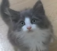 ノルウェージャンフォレストキャット【茨城県・男の子・2025年8月6日・ブルー&ホワイト】の写真2