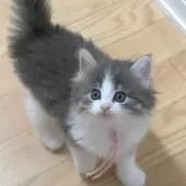 ノルウェージャンフォレストキャット【茨城県・女の子・2025年7月9日・ブルーマッカレルタビー&ホワイト】の写真9