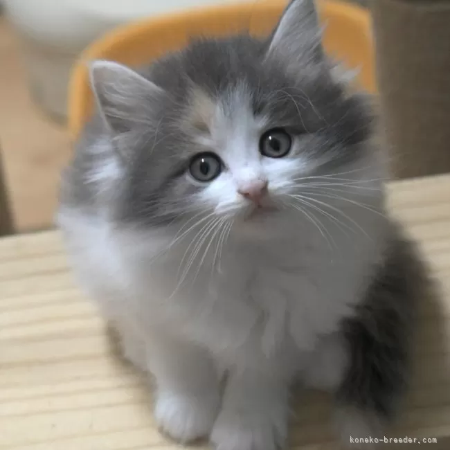 【原画販売】ノルウェージャンフォレストキャットの水彩画 原画販売】ノルウェージャンフォレストキャットの水彩画