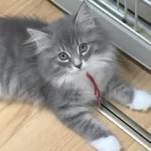 ノルウェージャンフォレストキャット【茨城県・女の子・2025年7月25日・ブルーマッカレルタビー&ホワイト】の写真2